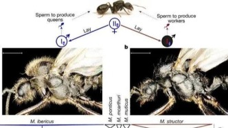 一只螞蟻能生出兩個(gè)物種？這種螞蟻的克隆技術(shù)比人類(lèi)還先進(jìn)！