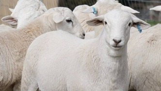 史上最成功的“抱團(tuán)取暖”：綿羊如何跟隨人類“征服”世界？