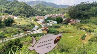 四會(huì)人記憶里的茶回來(lái)了！不僅好喝，還能帶動(dòng)大家增收