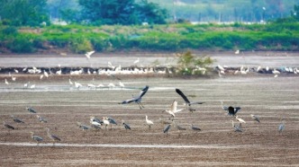 岳陽白泥湖國家濕地公園：候鳥嬉戲 生態(tài)之美