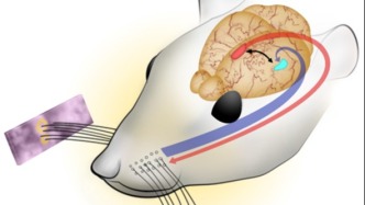 老鼠的胡須不僅能“摸”，還能用來“聽”？