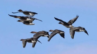 导航靠地磁，续航靠燃脂：揭秘候鸟的“飞行操作系统”