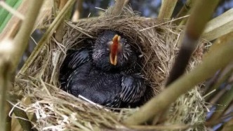 從不自己養(yǎng)娃，還是鳩占鵲巢的元兇，這種鳥竟是吉祥鳥？