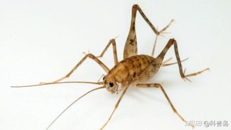 它是蛛絲馬跡的“馬”，傳說中灶王爺?shù)淖T，但你一定不想在家里看到它！