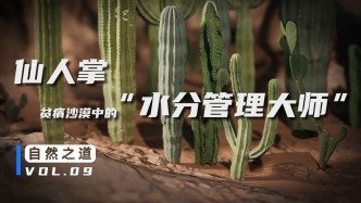 “滴水不漏”的生存智慧：解讀仙人掌刺上的微觀集水世界