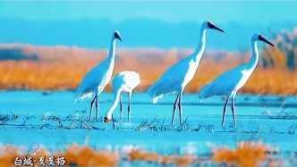 秋日白城惊鸿宴：飞鸟驮着诗意撞入生态画卷