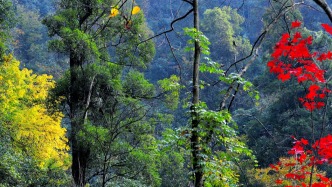 聽說，山東的山最近變得「毛茸茸」？