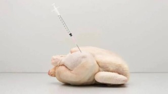 你吃的“45天速成雞”，真的是打激素長大的？