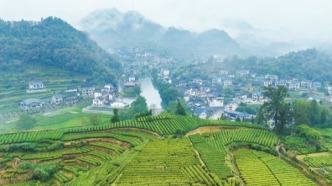 湘西吉首隘口村：秋雨潤茶鄉
