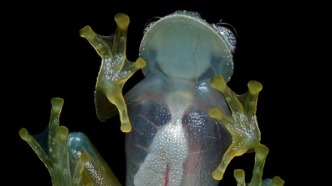 一只青蛙竟拿下頂刊封面——原因是皮膚透明，隱藏血液，能見心臟！