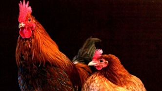 基因研究和考古發現鎖定家雞起源，是什么改寫了人雞關系？
