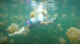 百萬(wàn)金水母的天堂，15米以下卻是“尸毒”禁區(qū)：表里反差巨大的帕勞水母湖