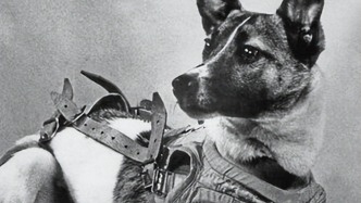 四只中國小鼠上天了！回望那些替人類先行的動物“航天員”