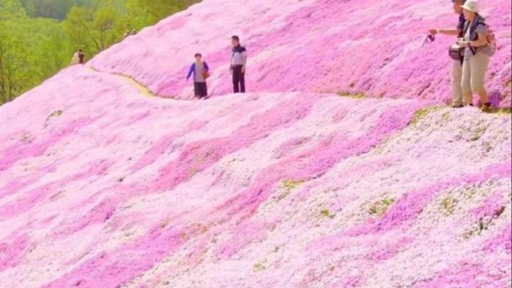 好看的花，當(dāng)然要分享給最好看、最帥的的你們啦