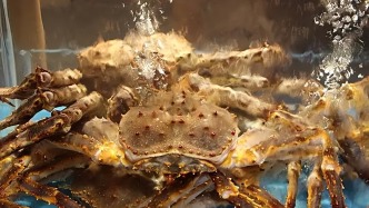 為了一口蟹，奔赴一座城