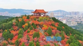 英雄山秋意浓！枫叶燃红银杏鎏金，一步一景皆是画