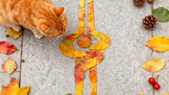 “捡秋”示意图和济南这几个公园的落叶都准备好了！期待返图！