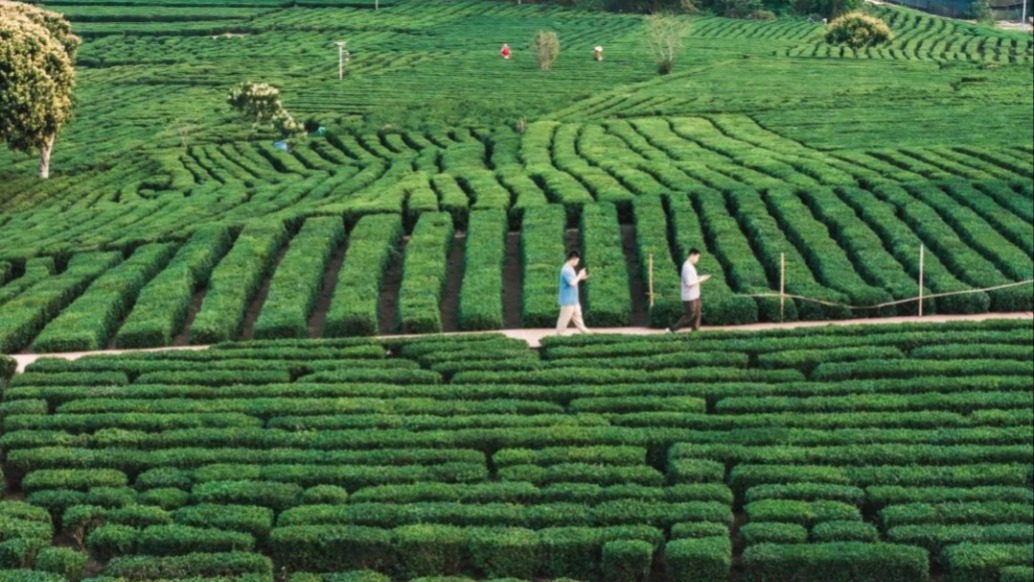綠油油的草地，像一片柔軟的綠色地毯