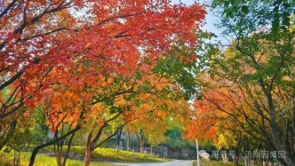深秋園博園，邂逅一片斑斕的濟南