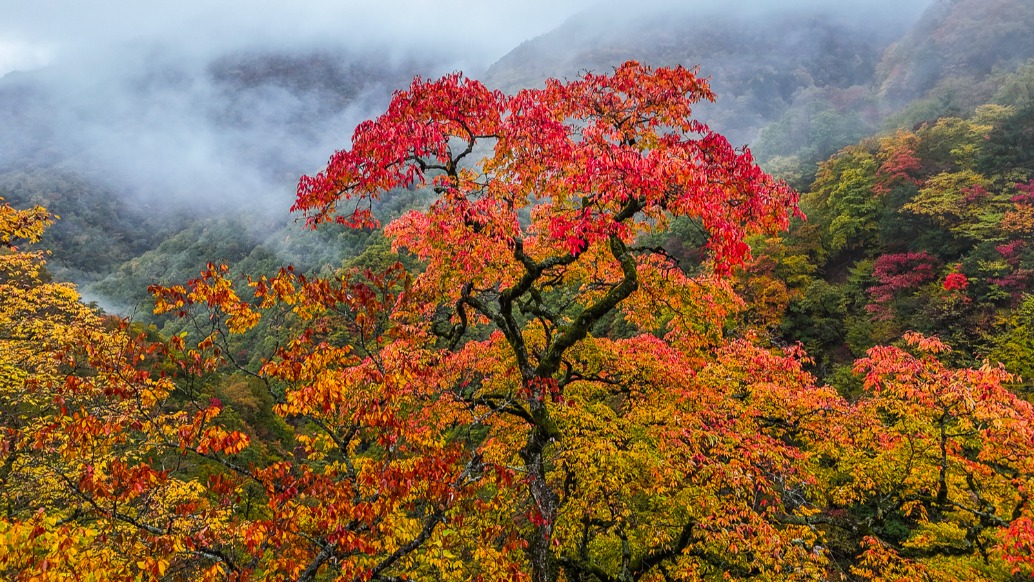 實(shí)拍湖北神農(nóng)架，如上帝打翻的調(diào)色盤，堪稱華中最濃烈的秋日童話