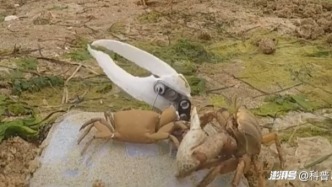 試圖去向活螃蟹求愛的機器螃蟹，被情敵“卸掉了胳膊”（附視頻）