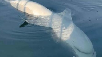 鯊魚一翻身就“癱瘓”裝死！這可能是祖上傳下來的