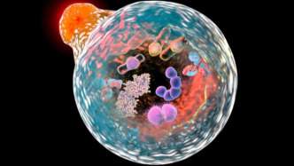 深度｜細(xì)胞自噬，美妝抗老賽道的“隱藏王牌”