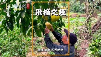 重慶鄉(xiāng)村生活：一位老人手法嫻熟的采摘柚子，盡享采摘之樂