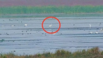 “省鳥”白鶴，抵達(dá)鄱陽(yáng)湖保護(hù)區(qū)