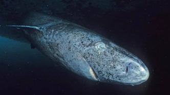 最長壽的脊椎動物150歲才“結婚”，為了活得久，它們犧牲了什么？