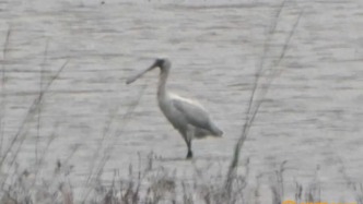 國家一級保護(hù)動物，現(xiàn)身南昌！