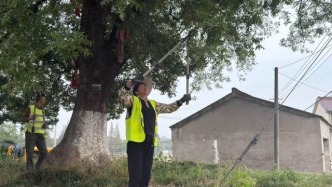 精細(xì)化管護(hù) 讓古樹安然越冬