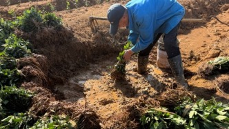 老茶園煥新種 “白茶1號(hào)”開啟茶產(chǎn)業(yè)升級(jí)路