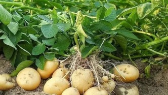 難怪薯條蘸番茄醬這么絕配，原來番茄是土豆的“親媽”！