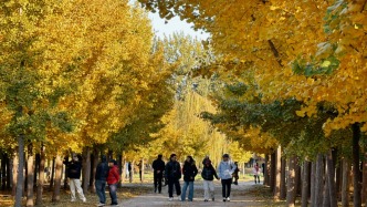 秋日亦莊邀您共赴一場銀杏之約