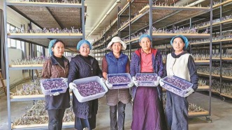 林芝市巴宜區藏紅花種植基地：每一朵花都孕育著新希望