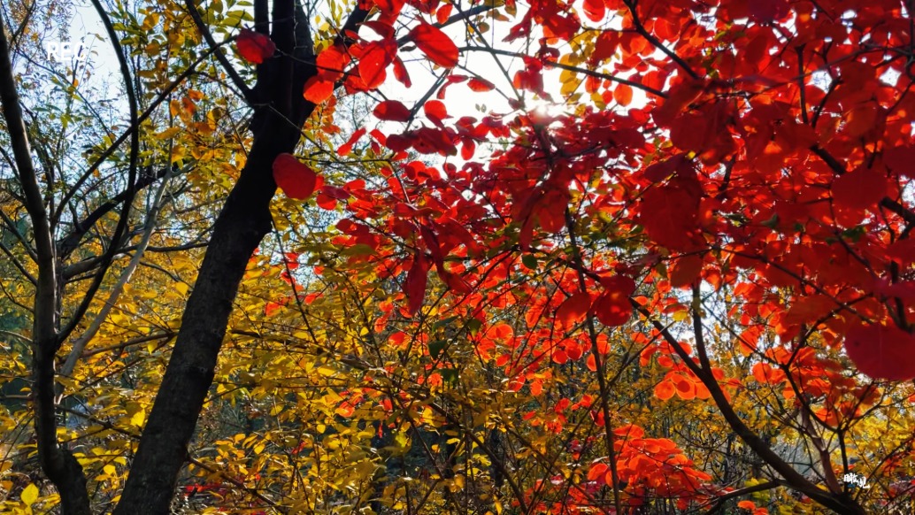 峄州印象 | 牛郎山,为什么这样红?