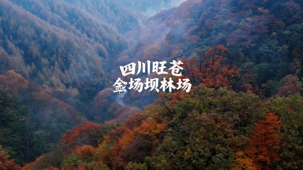 秋色的“隱藏款”:旺蒼金場(chǎng)壩的彩林,后期要降飽和才真實(shí)