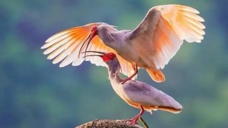 德清朱鹮進入繁殖關鍵期，明年種群數量有望破千