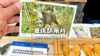 重慶最高峰陰條嶺，以標本、畫冊、明信片等宣傳野生動物保護理念