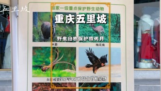 重慶世界遺產(chǎn)地五里坡，以畫冊、展板、畫冊宣傳野生動物保護