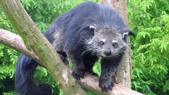 揭秘森林里的香氣魔法師：長的像“熊貓”，還會(huì)散發(fā)黃油爆米花味