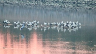 山東郯城：東方白鸛飛抵沂河棲息