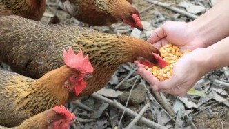 “清遠(yuǎn)雞王”沖刺港股，去年狂賺近9億