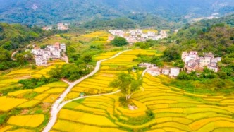 百鸡宴、音乐会、梯田徒步……这周末，肇庆这里超好玩