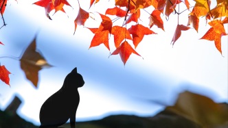 天平山｜不僅能收獲一幀幀絕美畫面，更能在一葉知秋的意境里，觸摸到江南最深沉、最浪漫的詩意靈魂