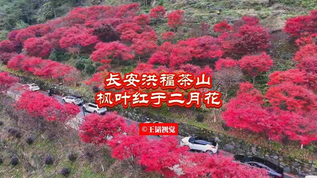 洪福茶山繪秋景，楓葉紅于二月花