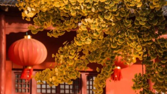 “杏”会，幸会！绝美银杏打卡地惊艳这个初冬！