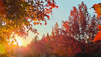 赴一场 “红与黄” 的视觉盛宴