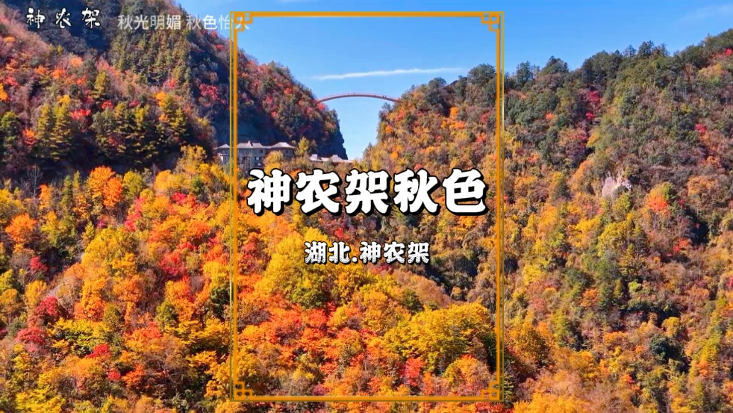 实拍秋天的神农架，层林尽染，五彩斑斓，如同上帝打翻的调色盘